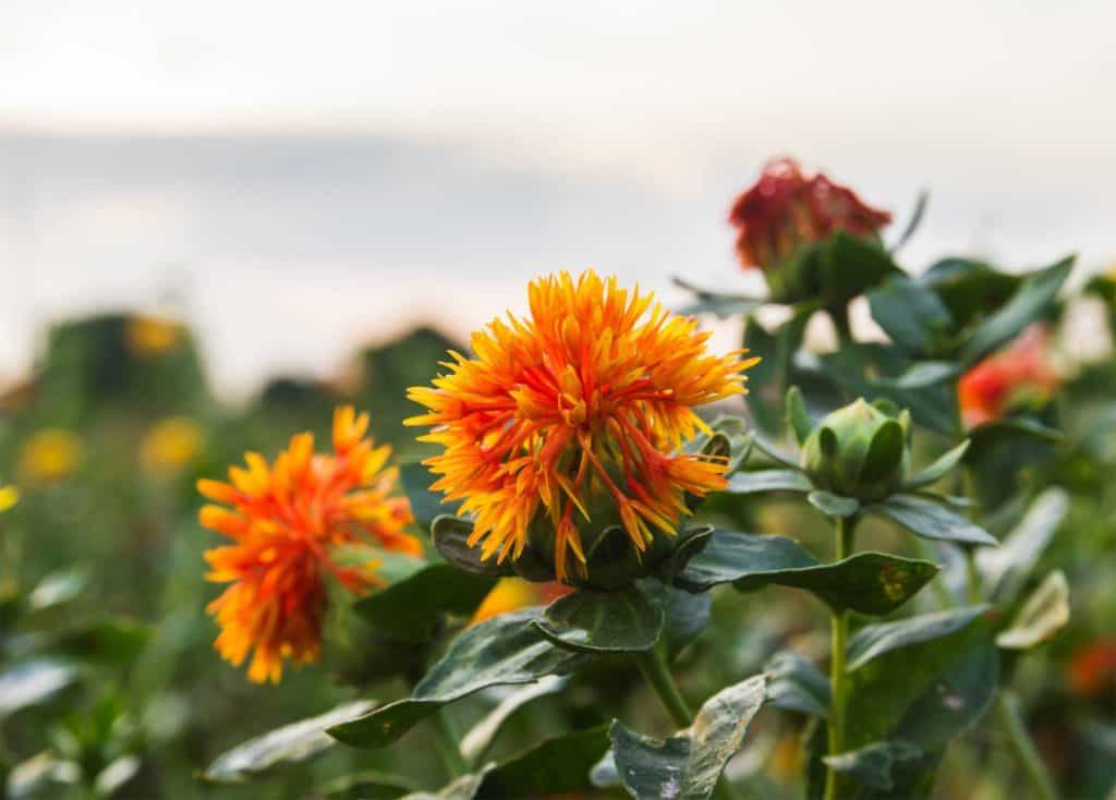 safflower oil comes from these special flowers.