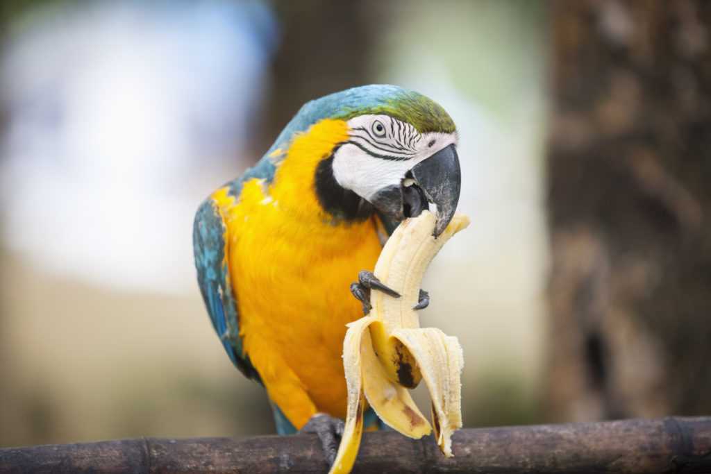 can air fryers kill birds?